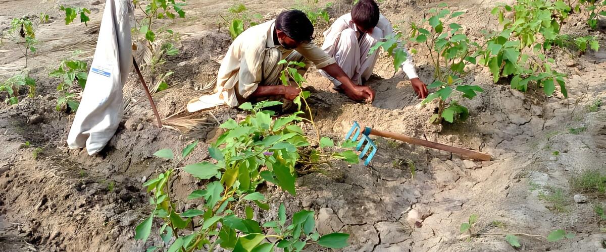 Zwei Männer arbeiten in ihrem Küchengarten in Pakistan