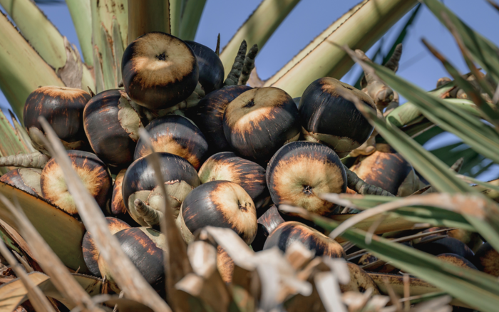 Früchte an der Palmyrapalme in Sri Lanka.