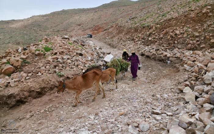 Frauen im Jemen betreiben Viehzucht