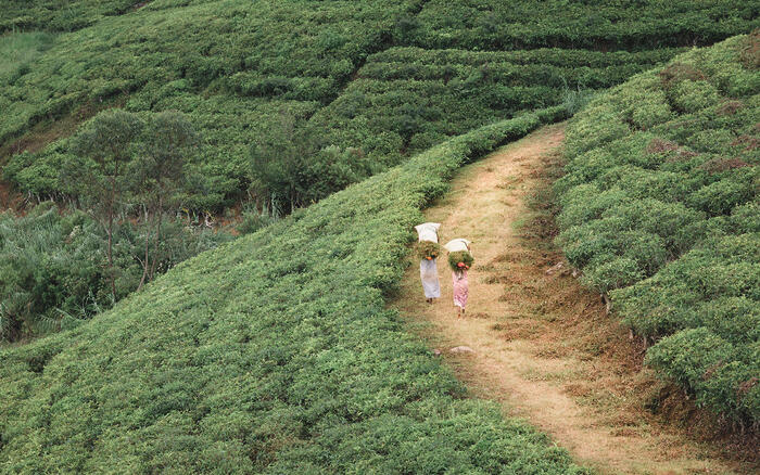 Teepflueckerinnen laufen in Sri Lanka auf einem Weg durch eine Teeplantage