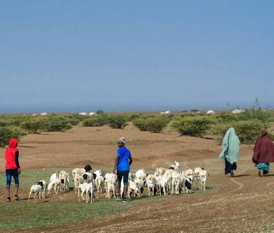 Menschen laufen mit Ziegen über karge Landschaft in Somaliland