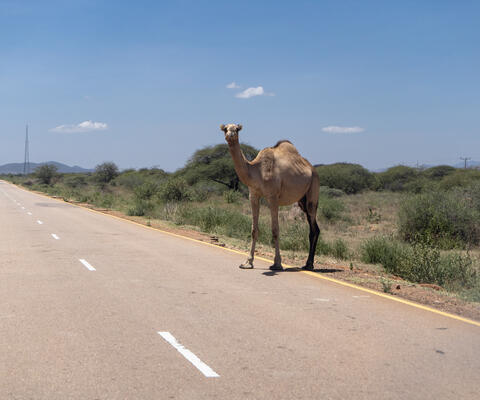 Ein Dromedar steht auf der Straße in Äthiopien