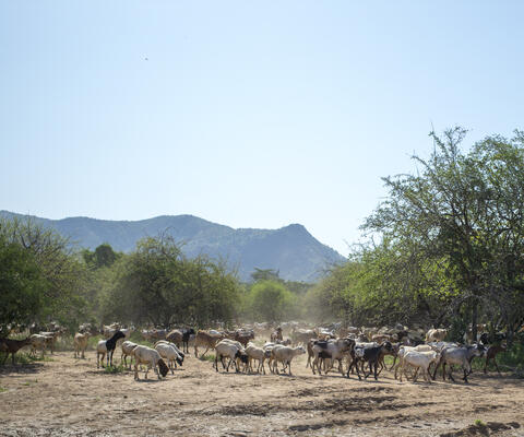 Ziegen vor Berglandschaft