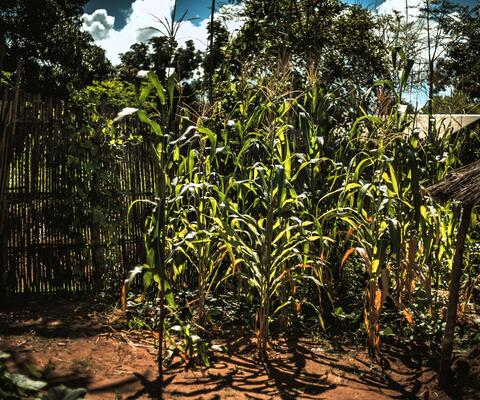 Maispflanzen in Mosambik