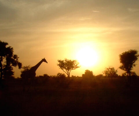 Silhouette einer Giraffe im Sonnenuntergang