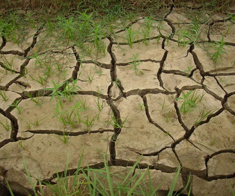 Trockener, aufgerissener Boden