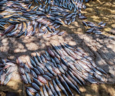 Fische liegen nebeneinander auf dem Boden