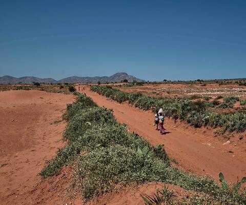 Personen auf einem rotbraunen Sandweg zwischen Kakteen und Agaven in trockener Landschaft