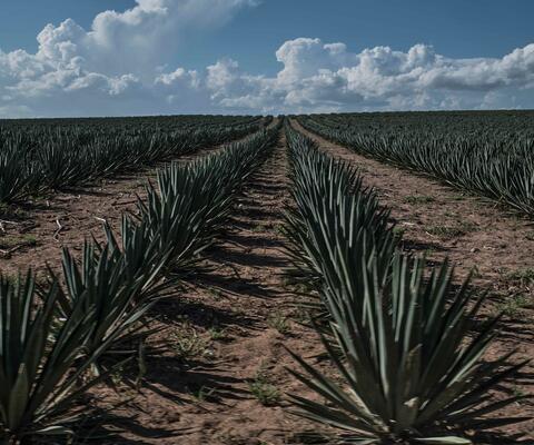 Ein Feld mit Reihen von Sisalagaven