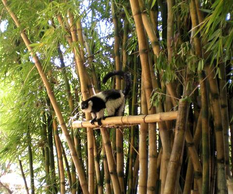 Ein Lemur auf einem Bambus