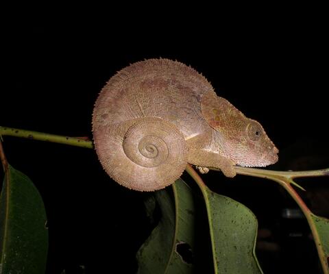 Ein kleines braunes Chamaeleon auf einem Zweig