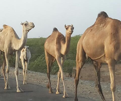 Kamele laufen die Straße entlang