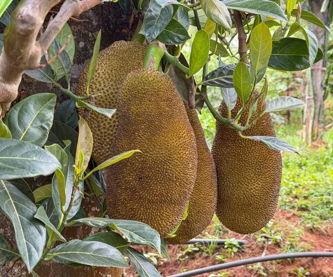 Mehrere Jackfruits hängen am Baum