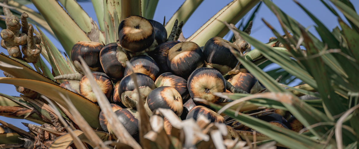 Früchte an der Palmyrapalme in Sri Lanka.