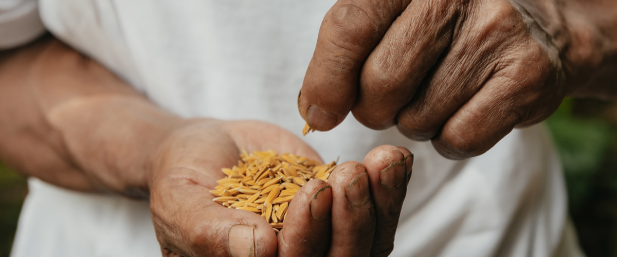 Mann hält Samen in seinen Händen