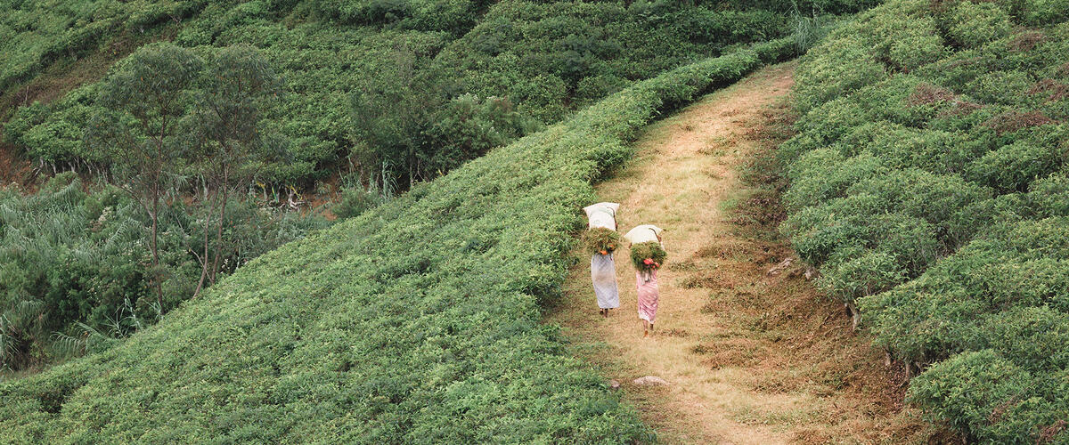 Teepflueckerinnen laufen in Sri Lanka auf einem Weg durch eine Teeplantage