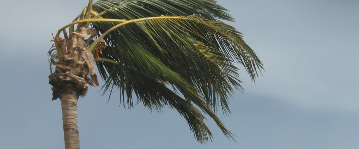 Eine Palme biegt sich im Sturm