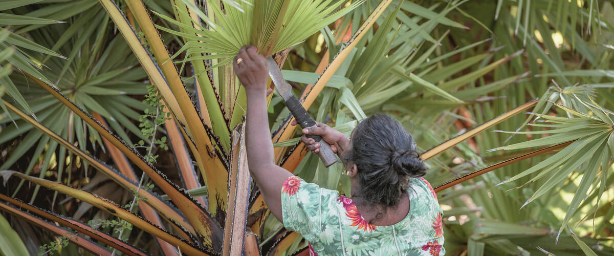 Frau aus Sri Lanka schneidet ein Palmenblatt ab.