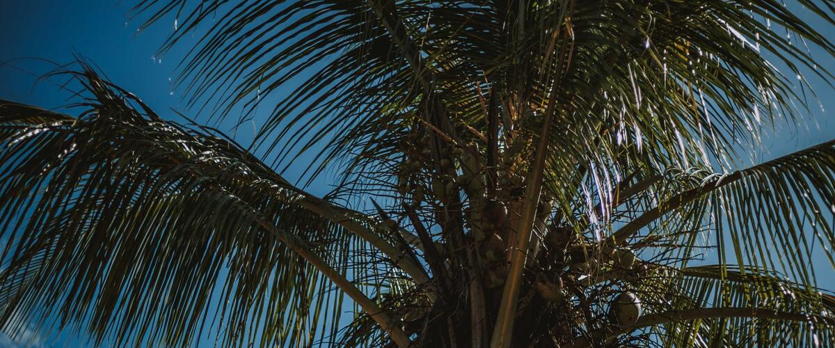 Palme vor blauem Himmel