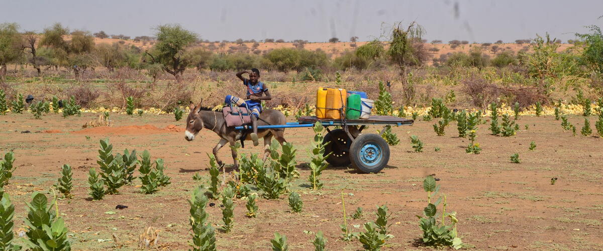 Junge sitzt auf einem Esel mit Anhänger in einer kargen Landschaft