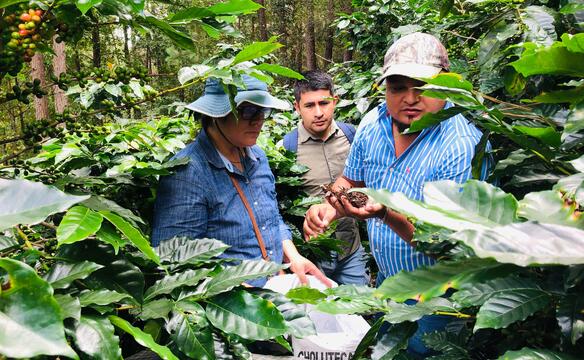 Männer in Homduras schauen Pflanzen und deren Samen an