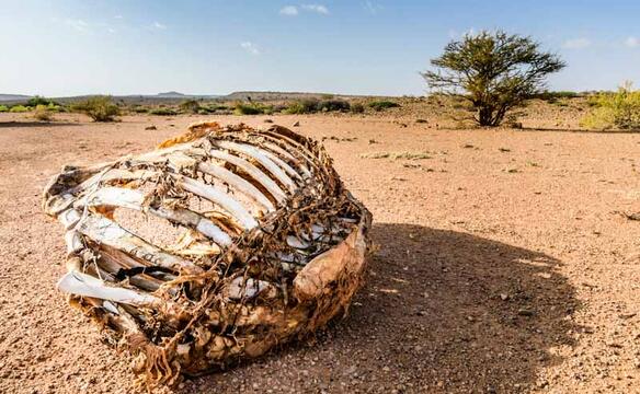 Tierskelett liegt auf sandigem Boden in Somaliland