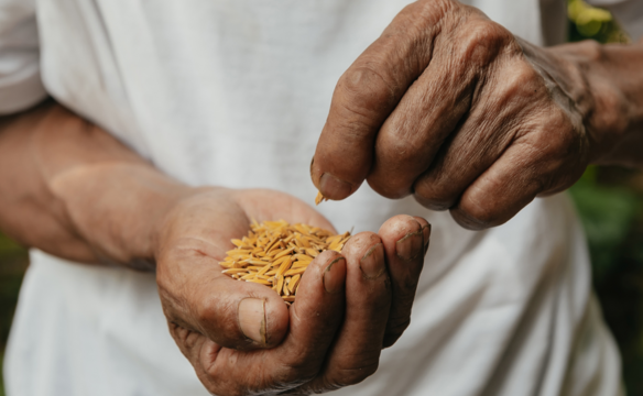 Mann hält Samen in seinen Händen