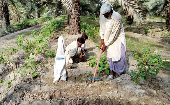Männer arbeiten in ihrem Küchengarten in Pakistan